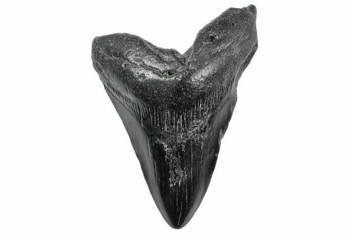 Fossil Megalodon Tooth - South Carolina #306293